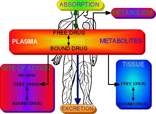 Drug Transport
