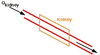 Clearance by Kidney