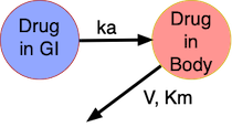 Simple MM Oral Model