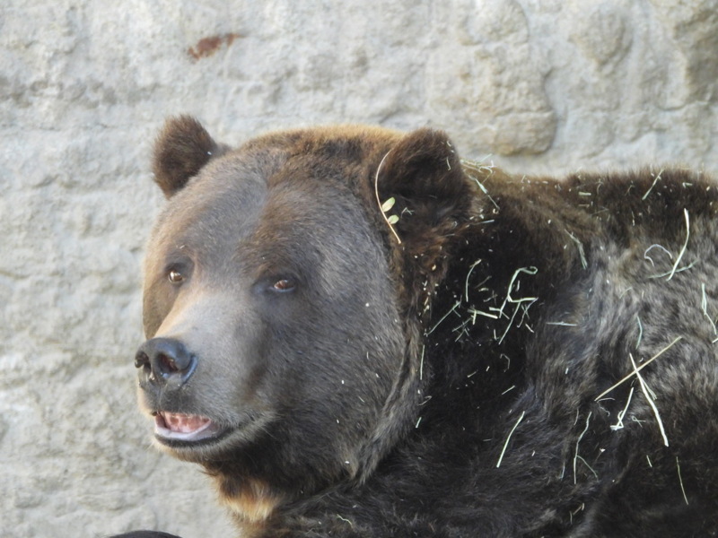 dscn2238.jpg