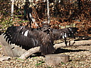 dscn2338.jpg