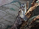 dscn0202.jpg