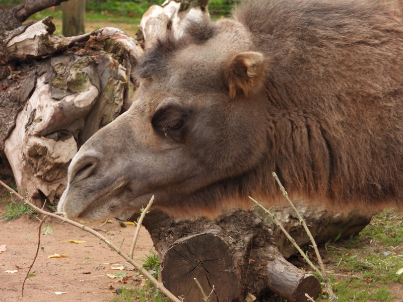 dscn1066.jpg