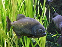 dscn1004.jpg