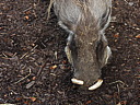 dscn1019.jpg