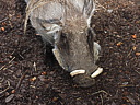 dscn1020.jpg