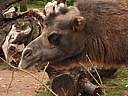 dscn1066.jpg