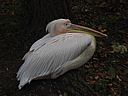 dscn1087.jpg