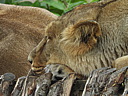 dscn1101.jpg