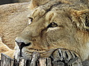 dscn1105.jpg